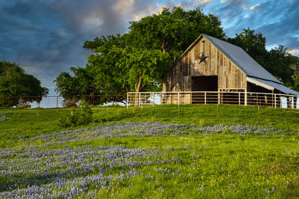 A rustic barn stands in a grassy field surrounded by blooming bluebonnets.